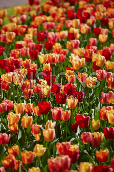 Tulipa mixed orange-red