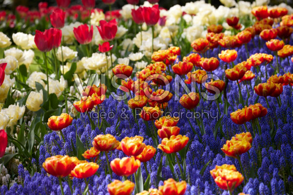 Gemengde voorjaarsborder Gemengde voorjaarsborder