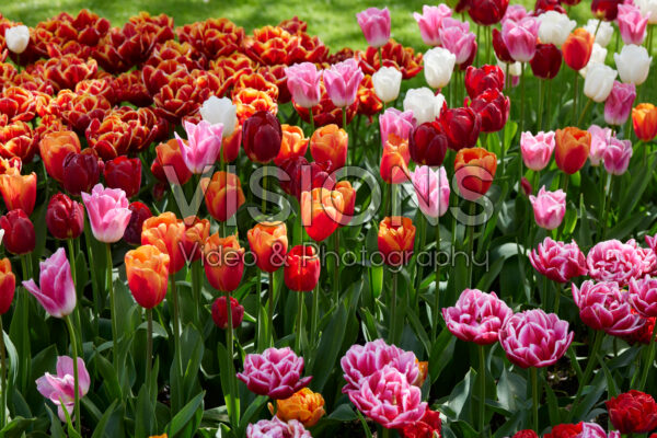 Mixed tulip border