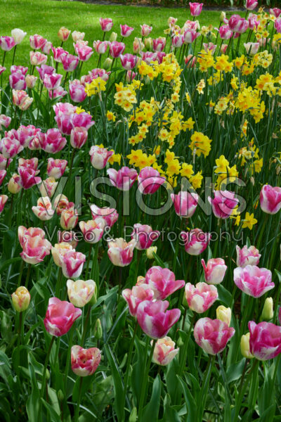 Tulipa Mata Hari Tulipa Mata Hari
