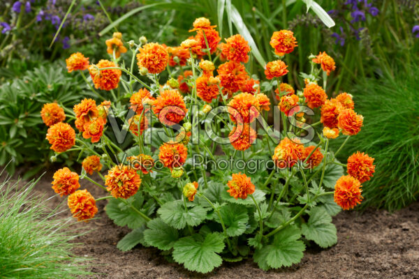 Geum Orange Pumpkin Geum Orange Pumpkin