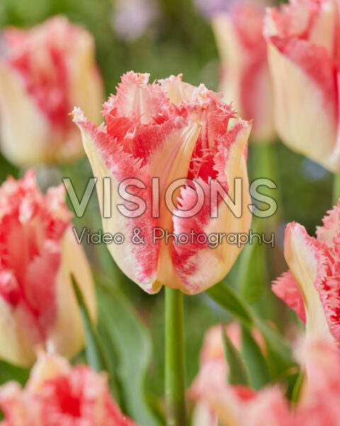 Tulipa Lingerie Tulipa Lingerie