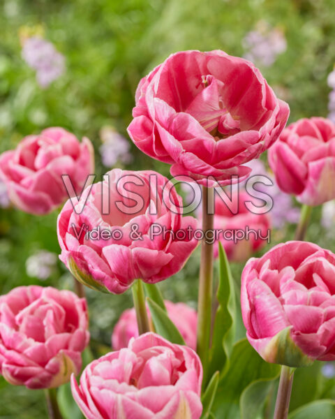 Tulipa Vogue Tulipa Vogue