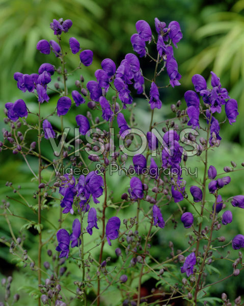 Aconitum henryi Spark's Variety Aconitum henryi Spark's Variety