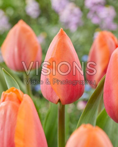 Tulipa Fasination Tulipa Fasination