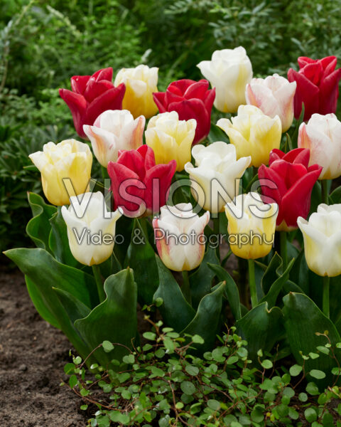 Tulipa Calgary blend Tulipa Calgary blend