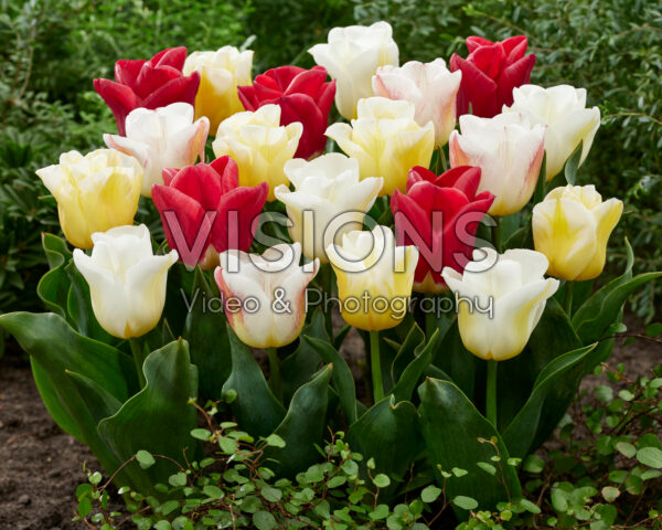 Tulipa Calgary blend Tulipa Calgary blend