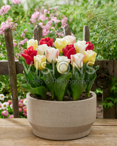 Tulipa Calgary blend Tulipa Calgary blend