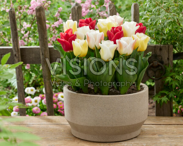 Tulipa Calgary blend Tulipa Calgary blend
