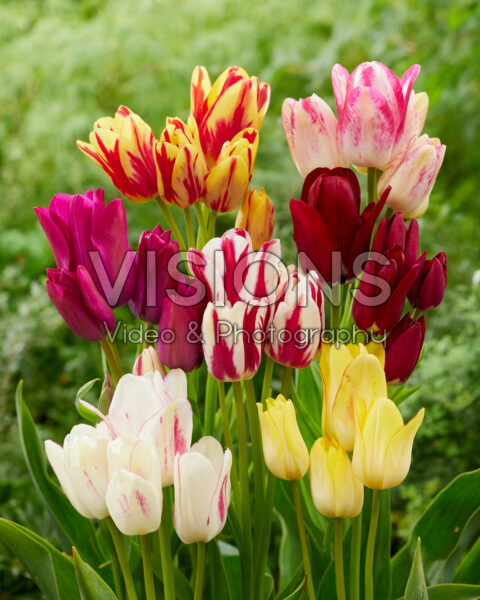 Tulipa Club collection