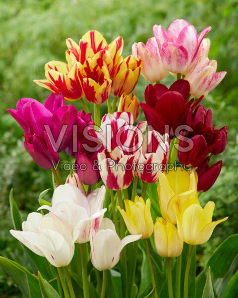 Tulipa Club collection Tulipa Club collection