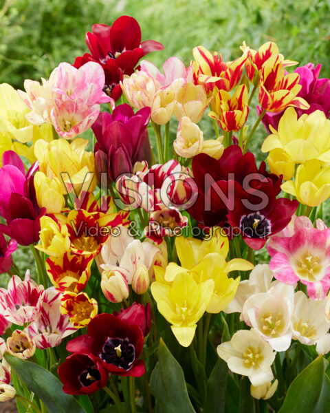 Tulipa Club mix Tulipa Club mix