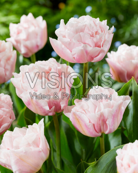Tulipa Dreamer Tulipa Dreamer