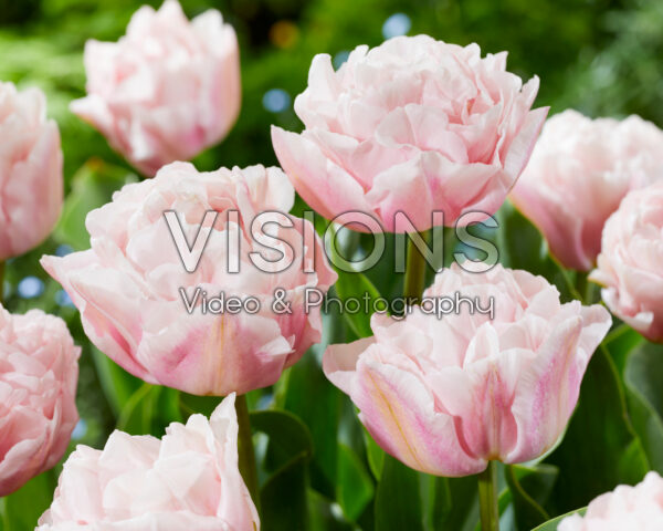 Tulipa Dreamer Tulipa Dreamer