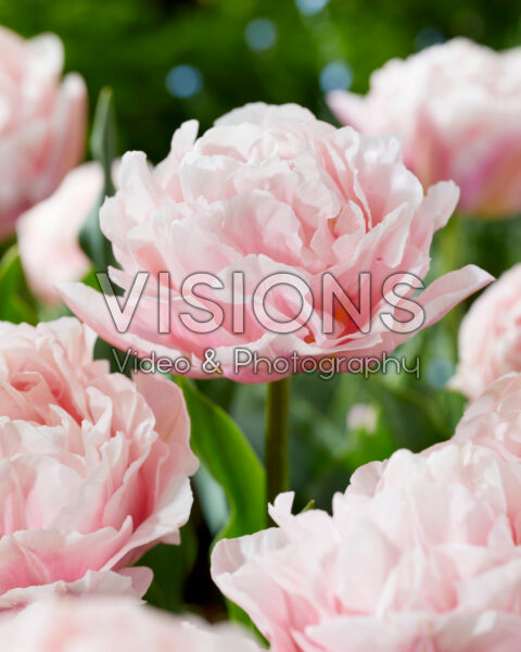 Tulipa Dreamer Tulipa Dreamer