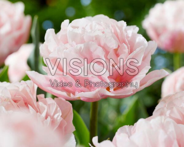 Tulipa Dreamer Tulipa Dreamer