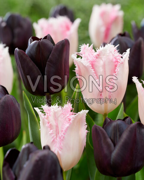 Tulipa Haiti, Tulipa Nightmare Tulipa Haiti, Tulipa Nightmare