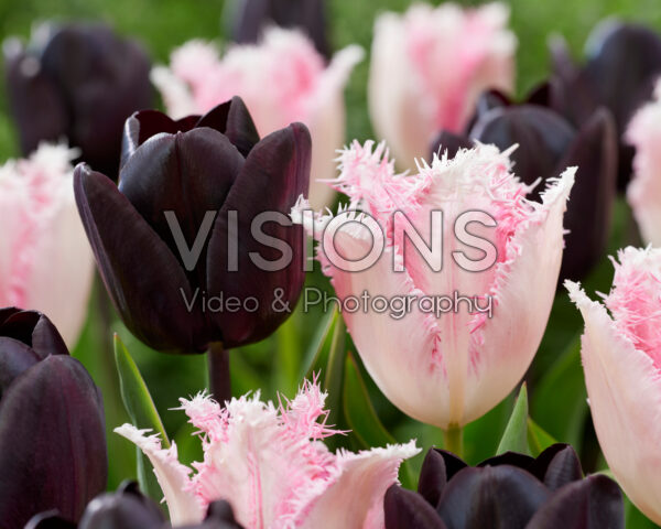 Tulipa Haiti, Tulipa Nightmare Tulipa Haiti, Tulipa Nightmare