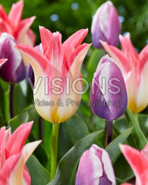 Tulipa Cheerleader, Librije Tulipa Cheerleader, Librije