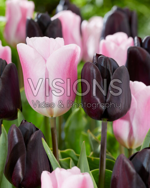 Tulipa Synaeda Amor, Nightmare Tulipa Synaeda Amor, Nightmare