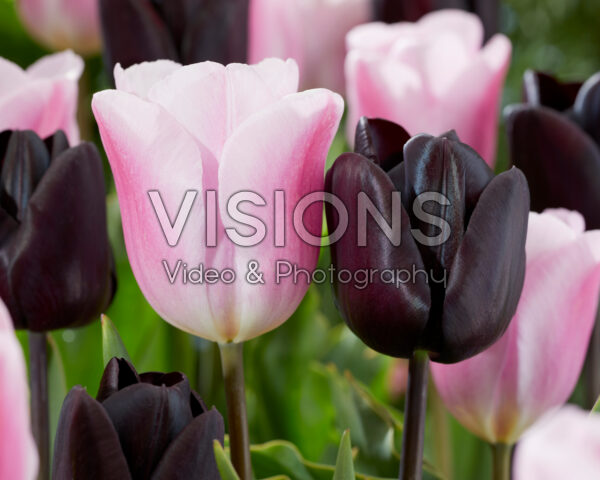 Tulipa Synaeda Amor, Nightmare Tulipa Synaeda Amor, Nightmare