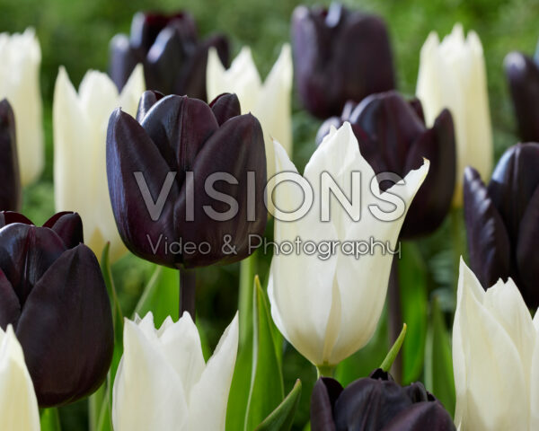 Tulipa Nightmare, White Triumphator Tulipa Nightmare, White Triumphator