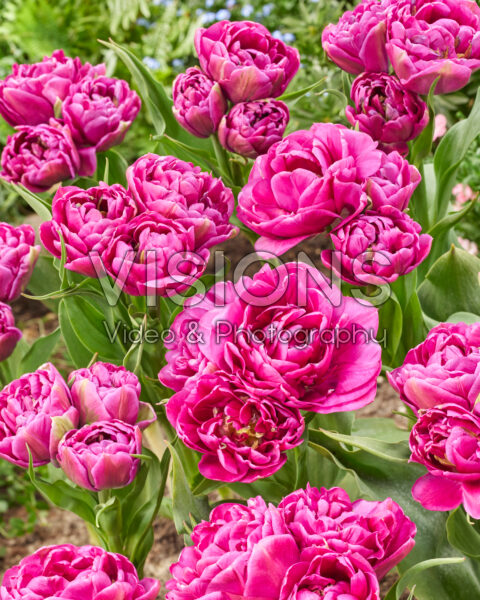 Tulipa Castella