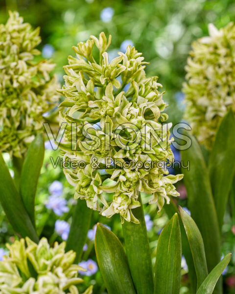 Hyacinthus Double White Pearl