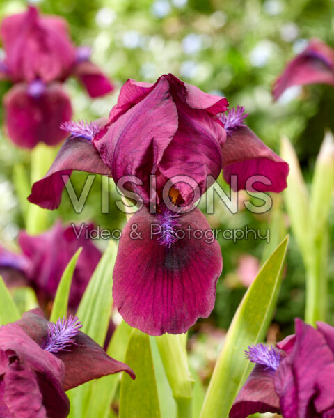 Iris Pastel Charm