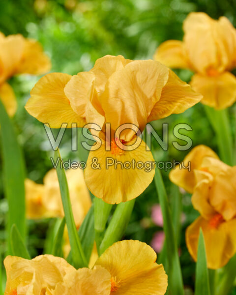 Iris Orange Tiger Iris Orange Tiger