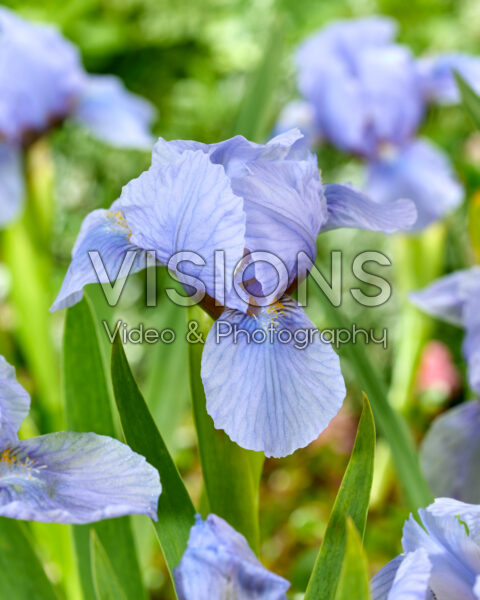 Iris Azurea