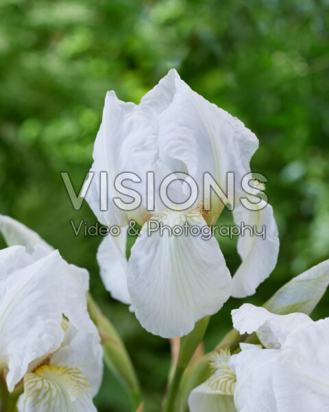 Iris Dream Stuff Iris Dream Stuff