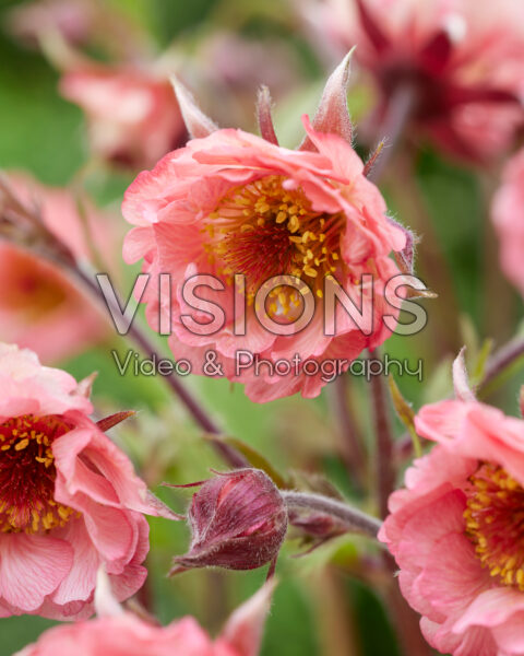 Geum Battenberg Cake Geum Battenberg Cake