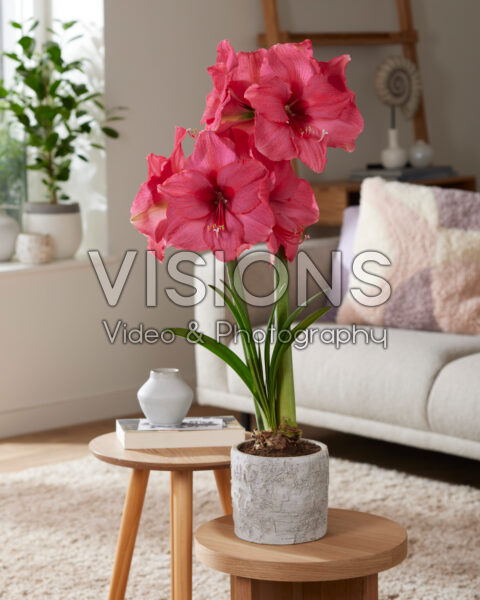 Hippeastrum Pink Rival