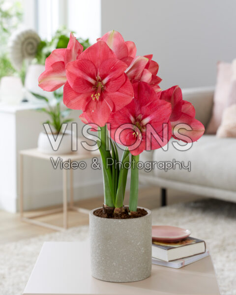 Hippeastrum Pink Rival