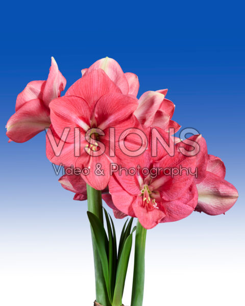 Hippeastrum Pink Rival