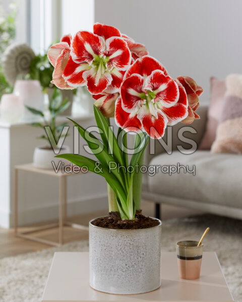 Hippeastrum  Samba