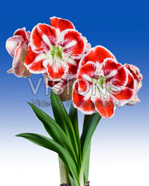 Hippeastrum Samba Hippeastrum Samba