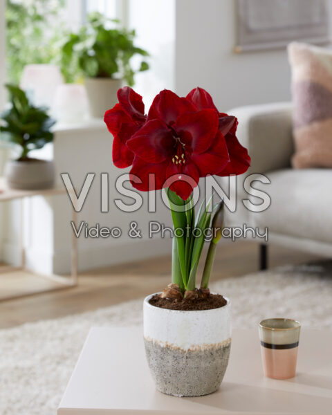 Hippeastrum Carmen