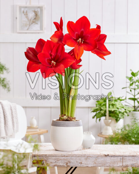 Hippeastrum Red Cream
