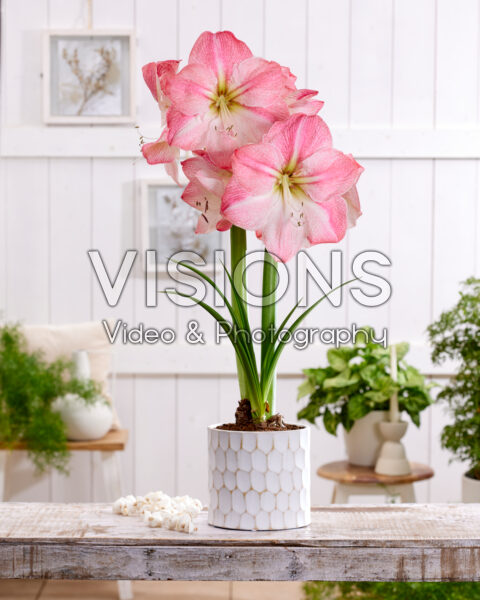 Hippeastrum Blossom Grandise Hippeastrum Blossom Grandise