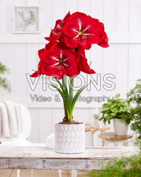 Hippeastrum Happy Grandise Hippeastrum Happy Grandise