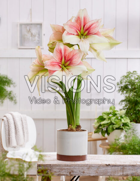Hippeastrum Grandise Fantasy Hippeastrum Grandise Fantasy