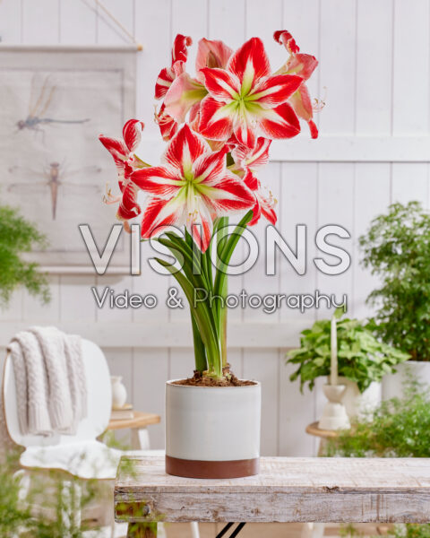 Hippeastrum Spartacus
