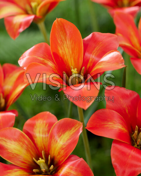 Tulipa WVL58
