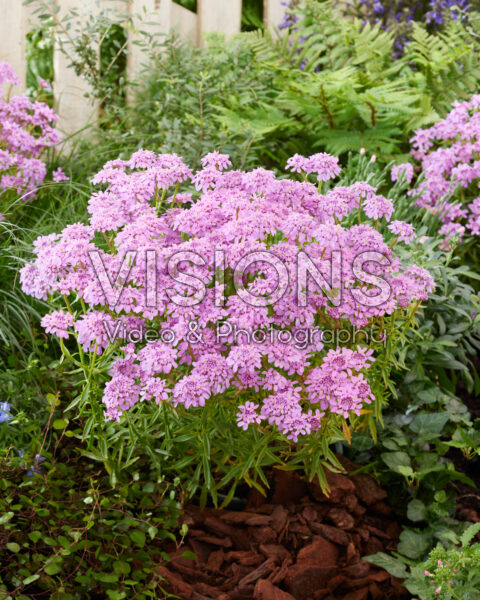Iberis Mermaid Lavender Iberis Mermaid Lavender