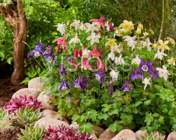 Aquilegia caerulea mix