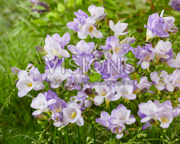 Freesia Delta River