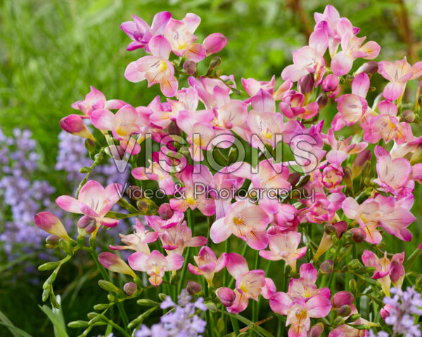 Freesia Pink Passion