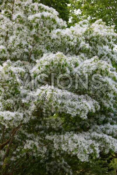 Chionanthus retusus Chionanthus retusus